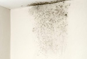 Cách tẩy mốc sơn tường nhà hiệu quả, đơn giản tại nhà